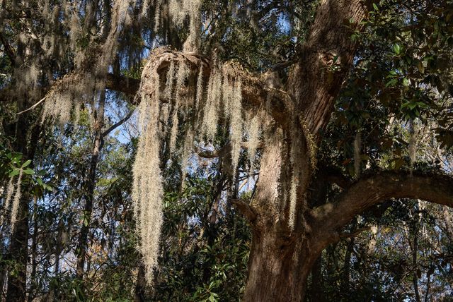 3026 Olivia Marie Lane, Johns Island, SC 29455