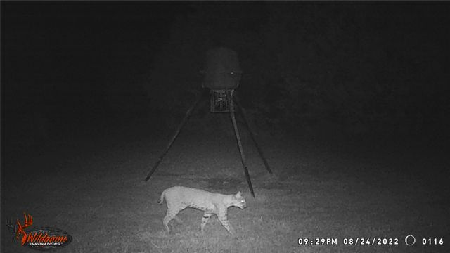 5636 Fm 56, Clifton, TX 76634