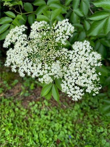 2736 WHISPER Trail, Douglasville, GA 30135