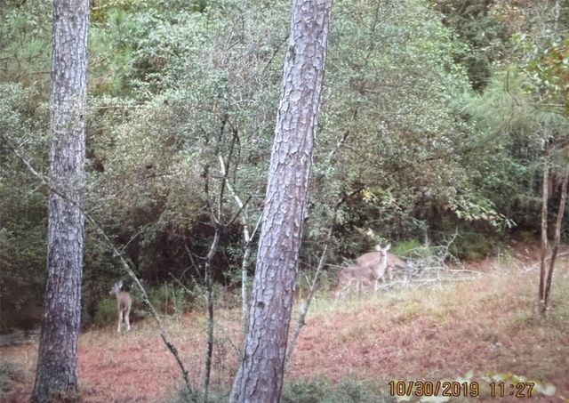 359 Dogwood, Onalaska, TX 77360