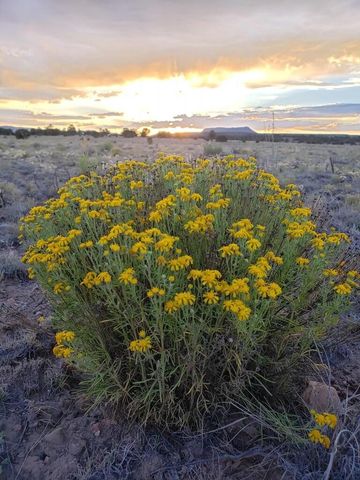 278 Thomas IV Road, Datil, NM 87821