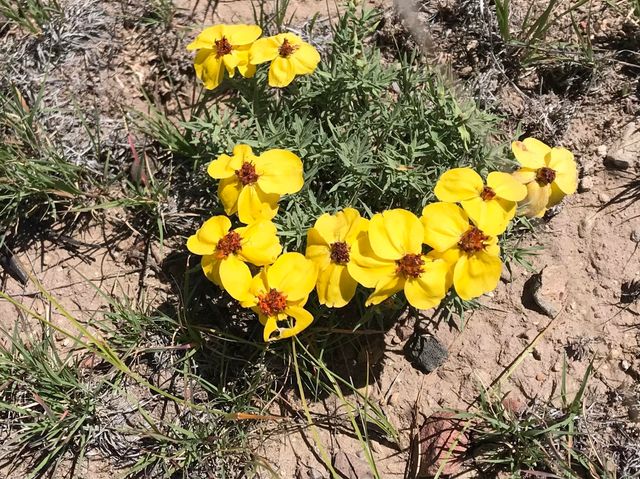 278 Thomas IV Road, Datil, NM 87821