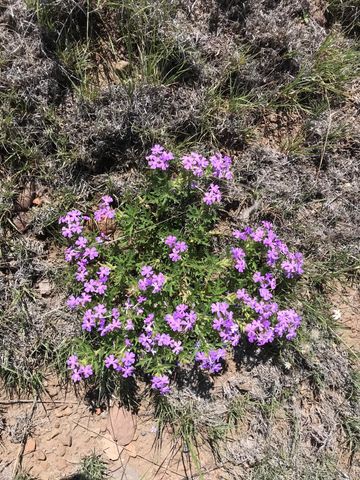 278 Thomas IV Road, Datil, NM 87821