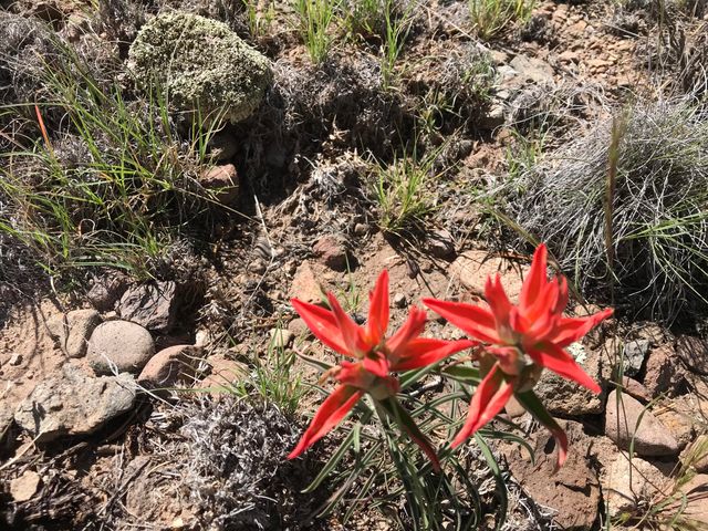 278 Thomas IV Road, Datil, NM 87821