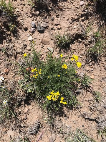 278 Thomas IV Road, Datil, NM 87821