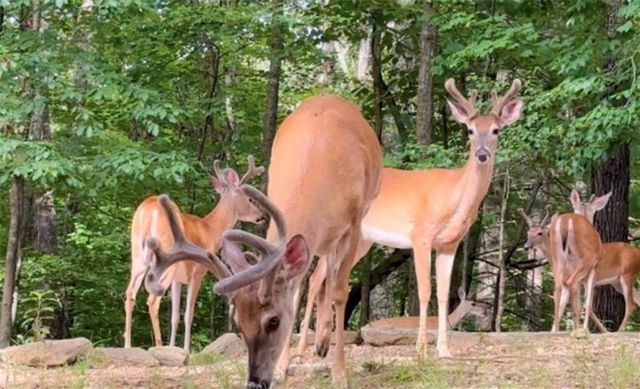 0 Hamlet Court, Ellijay, GA 30540