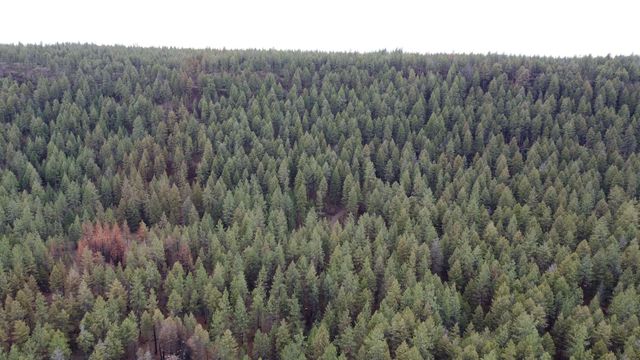 Xxx Coyote Ridge Ln, Ford, WA 99013