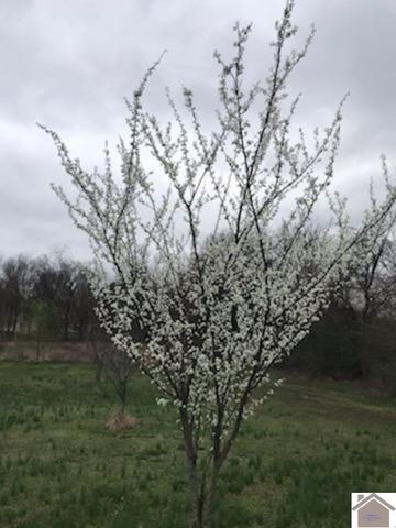 800 Macedonia St, Mayfield, KY 42066