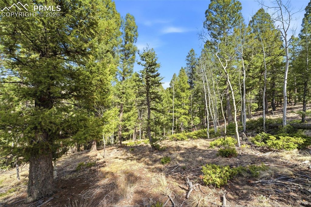 278 Cherry Lake Drive, Divide, CO 80814 — photo 2