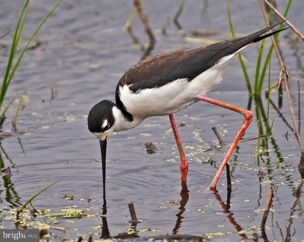 4 LOTS SOUTH LITTLE CREEK RD, Dover, DE 19901