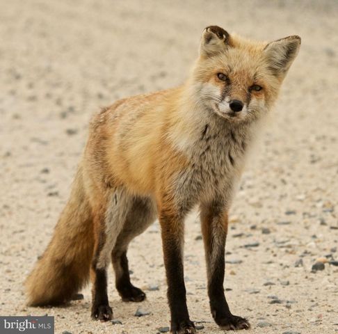 4 LOTS SOUTH LITTLE CREEK RD, Dover, DE 19901