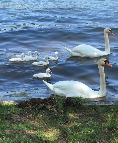 2055 N White Birch Drive, Golden Twp, MI 49436