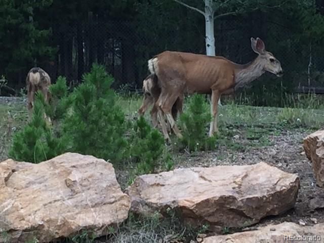 9264 Sandy Lane, Conifer, CO 80433