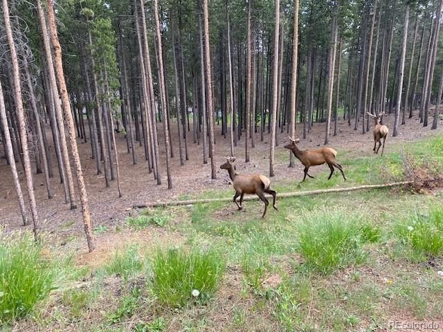 9264 Sandy Lane, Conifer, CO 80433