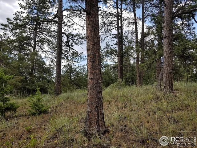 556 Bald Mountain Drive, Livermore, CO 80536