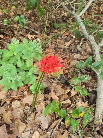 125 Starlight Lane, Romance, AR 72136