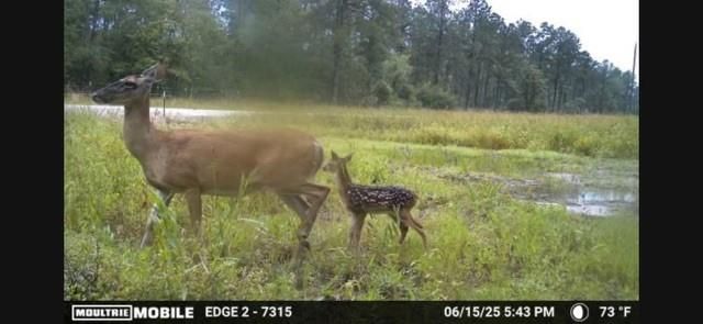 700 Pr 8160, Lovelady, TX 75851