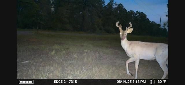 700 Pr 8160, Lovelady, TX 75851