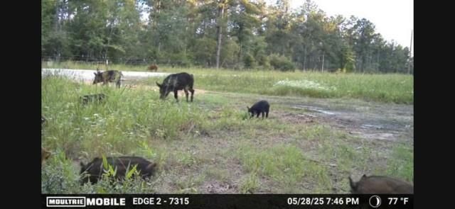 700 Pr 8160, Lovelady, TX 75851