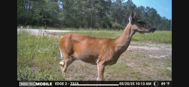 700 Pr 8160, Lovelady, TX 75851