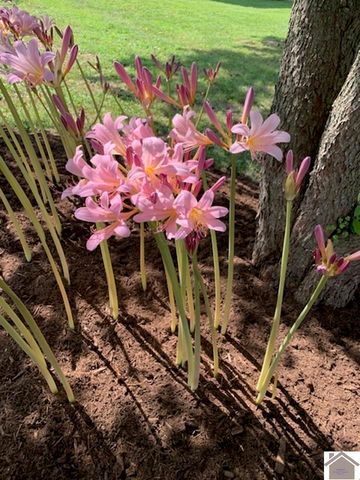 3588 ST RT 58 E, Mayfield, KY 42066