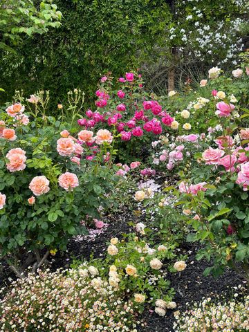 1167 Stanford Ct, Napa, CA 94558