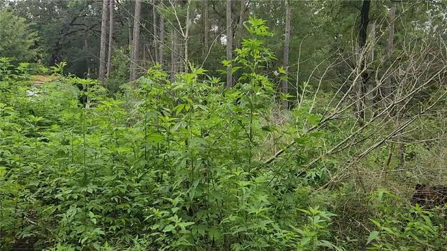 Lot 11 Scarlet Oak Drive, Plantersville, TX 77363