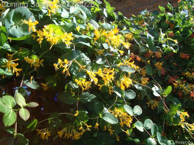 432 Kingsbury Avenue, Dearborn, MI 48128