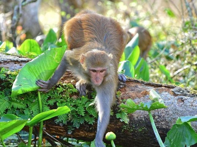 2566 SW 154TH LANE, Ocala, FL 34473