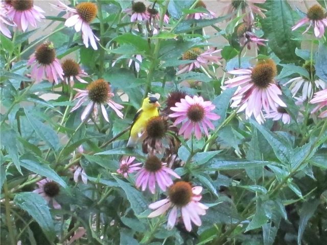 401 S Harrison Street, Olathe, KS 66061