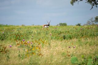 46 Cattlemans Crossing Dr # 46, Kerrville, TX 78028