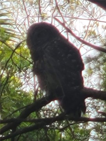 1751 S Palm Avenue, Homosassa, FL 34448