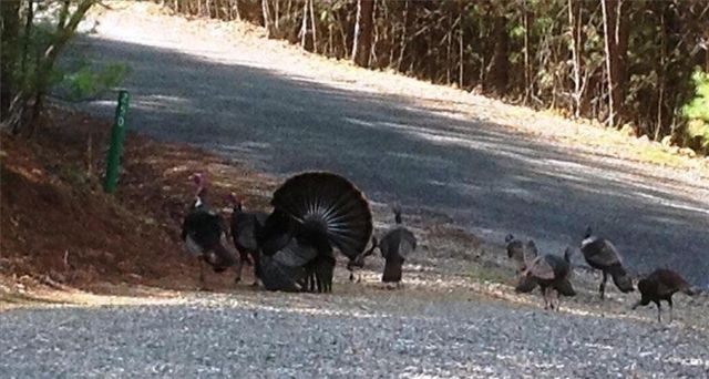 250 Summit Drive, Blairsville, GA 30512