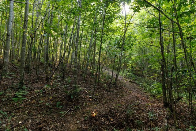 7365 Coldwater Rd, Fairview, TN 37062