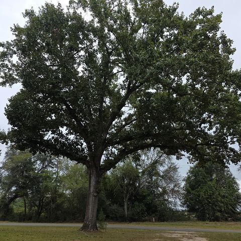 4232 County Road 71, Shorterville, AL 36373