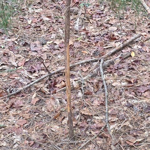 4232 County Road 71, Shorterville, AL 36373