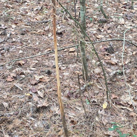 4232 County Road 71, Shorterville, AL 36373