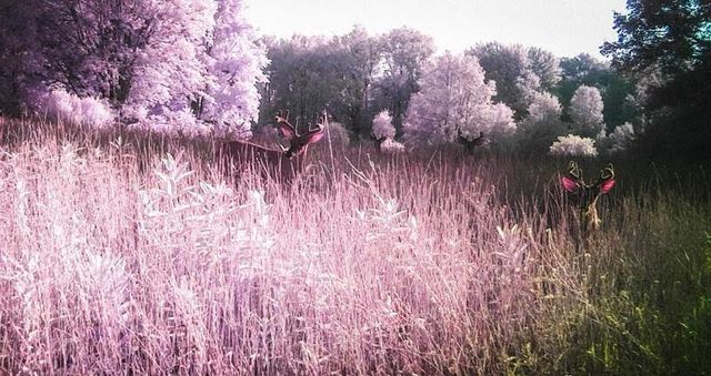 6015 S 124th Avenue, Otto Twp, MI 49452