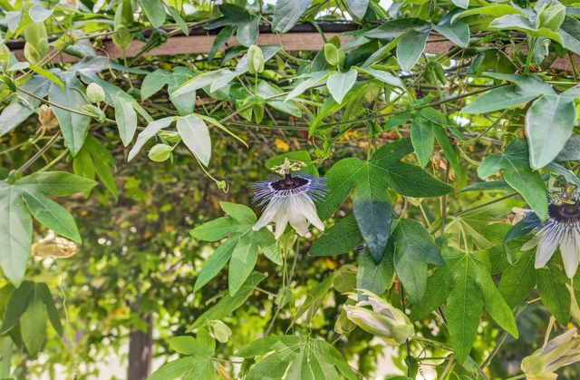 8882 Evening Star Ct, Orangevale, CA 95662