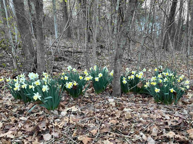 36 River Street, Greenville, NH 03048