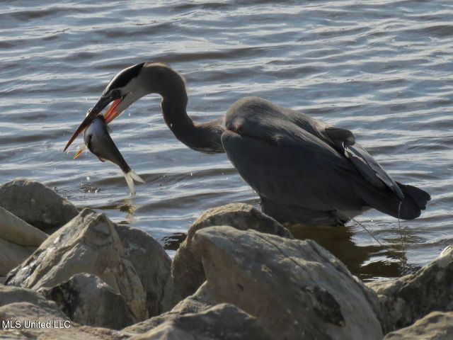 611 Osprey Cove, Brandon, MS 39047