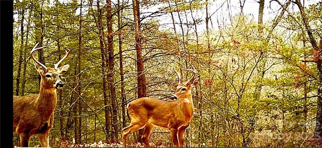 0 Taylorsville Road Tract 6, Taylorsville, NC 28681