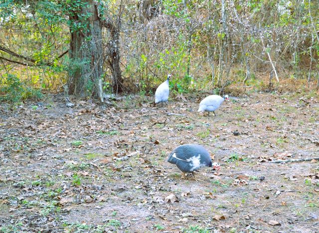 24854 Shady Oaks Boulevard, Montgomery, TX 77316