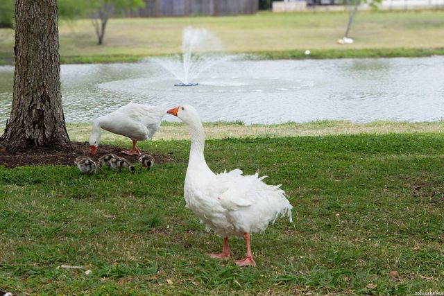 8627 Sierra Sky, San Antonio, TX 78254