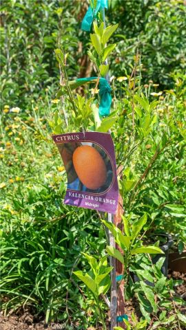 12605 Kagel Canyon Road, Sylmar, CA 91342