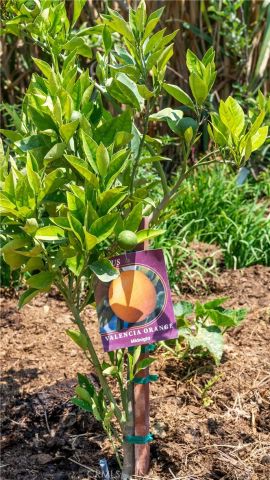 12605 Kagel Canyon Road, Sylmar, CA 91342