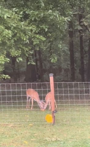 433 Glenwood Ave, Smyrna, TN 37167