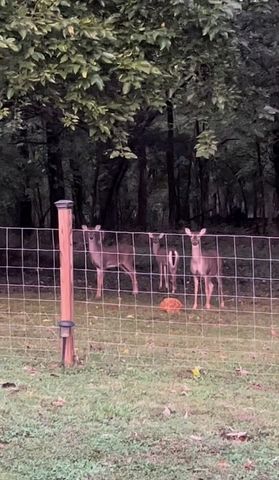 433 Glenwood Ave, Smyrna, TN 37167