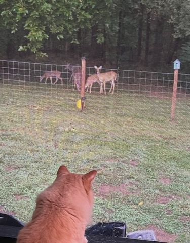 433 Glenwood Ave, Smyrna, TN 37167