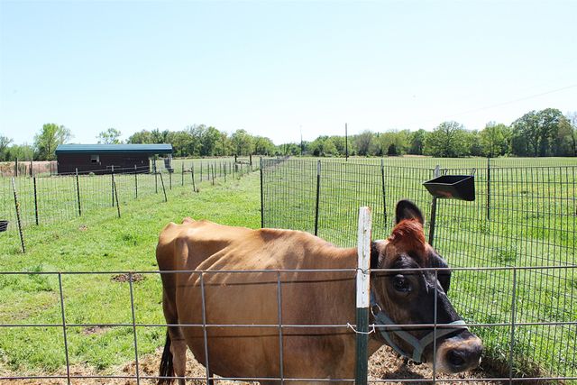 4776 NE County Road 2120 Road, Talco, TX 75487